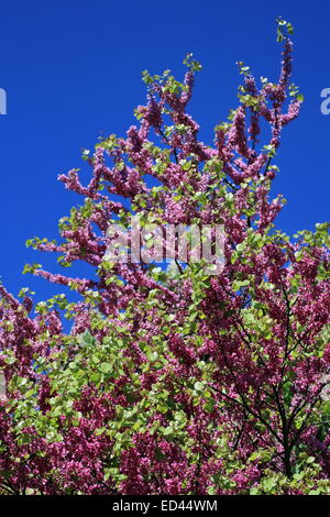 Des fleurs sur un arbre de Judée par beau temps Banque D'Images