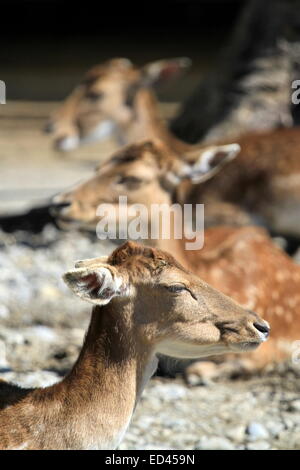 Gros plan sur trois derr fallows head Banque D'Images