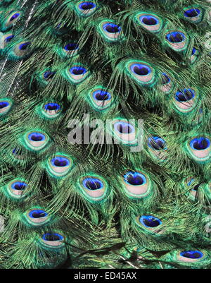 Les plumes de couleur vive queue du paon Banque D'Images