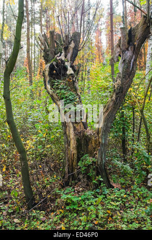 vieux arbre pourri dans une forêt Banque D'Images