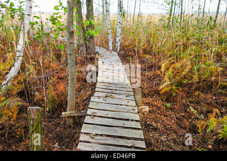 Vieux trottoir de bois coupe à travers les roseaux Banque D'Images