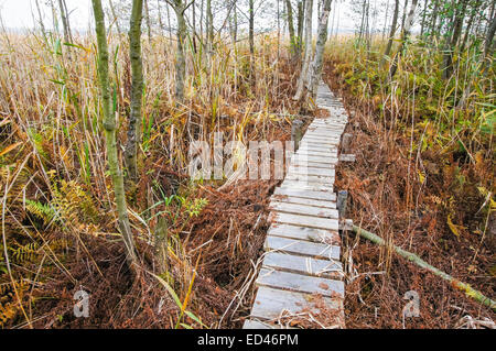 Vieux trottoir de bois coupe à travers les roseaux Banque D'Images