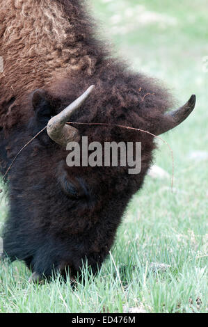Buffalo grazing in Custer State Park dans le Dakota du Sud Banque D'Images