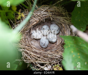 Marsh Warbler (Acrocephalus palustris).Wild Bird dans un habitat naturel. Nid. Banque D'Images