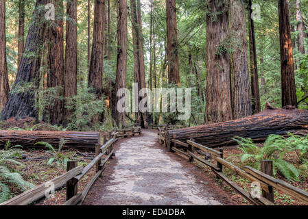 Bien que le chemin de randonnée en forêt redwood Muir Woods National Monument couper à travers un arbre tombé. Banque D'Images