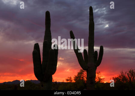 Saguaro cactus au coucher du soleil, Scottsdale, Arizona. Banque D'Images