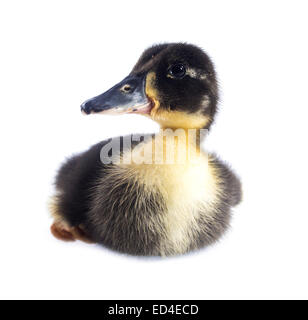 Drôle de petit canard jaune et noir jours d'âge. Isolé sur blanc. Banque D'Images