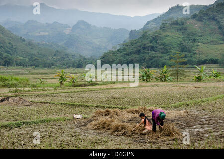 Minorité Tay femme et jeune fille à la recherche de champignons, le village Trungdo, Sapa (Sa Pa), Vietnam Banque D'Images