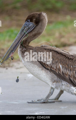 Les mineurs blessés Pélican brun, avec la pêche à l'hameçon et à la ligne dans le projet de loi de l'oiseau. Au Parc des loups de mer sur l'île Pelican de Galveston. Banque D'Images