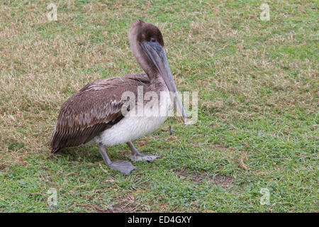 Jeune Brow Pelican au parc Sea Wolf sur l'île Pelican, Galveston, Texas, blessé par des hameçons. Banque D'Images