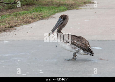 Jeune Pélican brun au parc Sea Wold sur l'île Pelican, Galveston, blessé par des hameçons. Banque D'Images