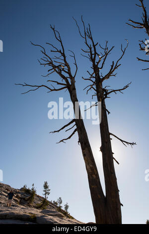 Les arbres morts sur Sentinel Dome à Yosemite National Park, California, USA. Banque D'Images