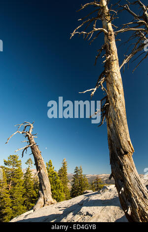 Les arbres morts sur Sentinel Dome à Yosemite National Park, California, USA. Banque D'Images