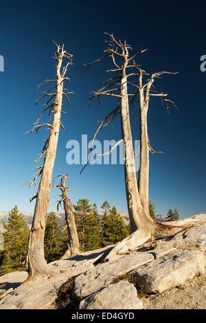 Les arbres morts sur Sentinel Dome à Yosemite National Park, California, USA. Banque D'Images