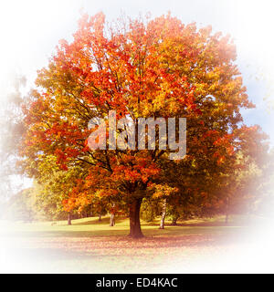 Arbre dans un parc en automne (comme la peinture) Banque D'Images