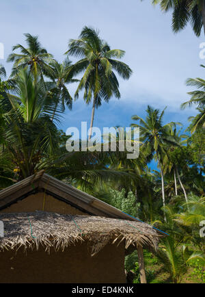 Vert et noix de coco exotique jardin de palmiers dans la Province du Sud, Sri Lanka, en Asie. Banque D'Images