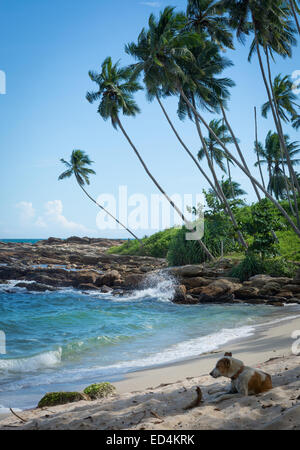 Reposant sur le chien Rocky beach tropical avec des cocotiers, plage de sable et l'océan. Tangalle, Province du Sud, Sri Lanka, Asie Banque D'Images