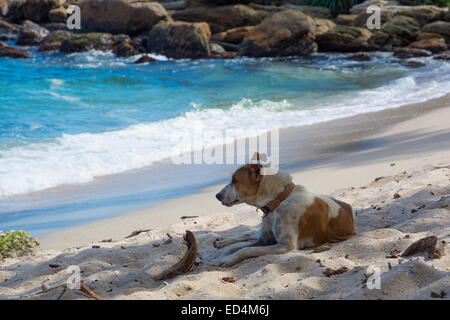 Chien reposant sur la plage. Chien avec collier dans le sable avec derrière l'océan. Province du Sud, Sri Lanka, en Asie. Banque D'Images