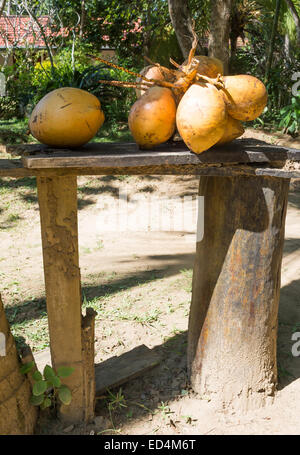 Le roi coco recueillis dans le jardin de Tangalle, Tangalle, Province du Sud, Sri Lanka, en Asie. Banque D'Images