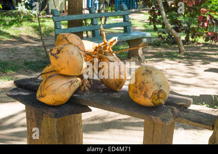 Le roi coco recueillis dans le jardin de Tangalle, Tangalle, Province du Sud, Sri Lanka, en Asie. Banque D'Images