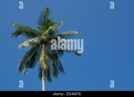 Roi de coco en arbre qui pousse dans un jardin dans la Province du Sud, Sri Lanka, en Asie. Banque D'Images