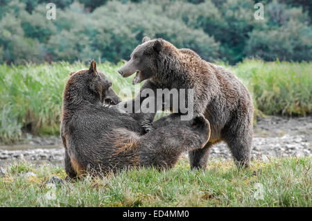 Deux oursons brun jouer combats en Alaska Katmai National Park Banque D'Images