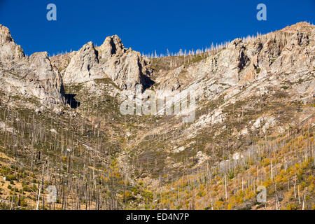 Détruit par les feux de forêt dans la région de la rivière Tule de la Sequoia National Forest, à l'est de Porterville, California, USA. La Californie est en proie à une sécheresse exceptionnelle longue de quatre ans, qui a rendu les feux beaucoup plus fréquent, ainsi que de 2,2 milliards de dollars par an d'essuyage sur le secteur agricole. Banque D'Images