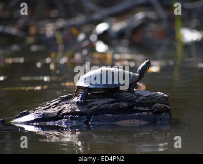 Bain de soleil tortue sur un rocher Banque D'Images