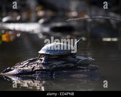 Bain de soleil tortue sur un rocher Banque D'Images