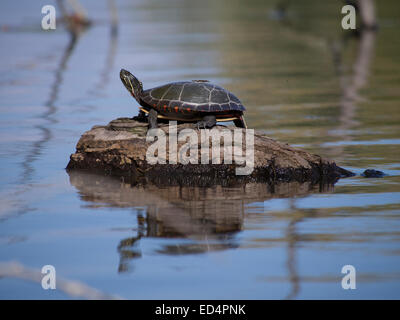 Bain de soleil tortue sur un rocher Banque D'Images