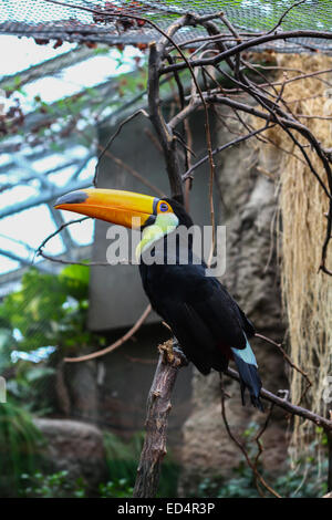 Toucan toco Ramphastos toco, Banque D'Images