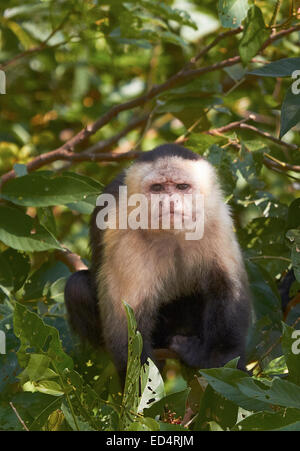 Singe Capucin mâle White-Throated sur Canal de Panama Banque D'Images