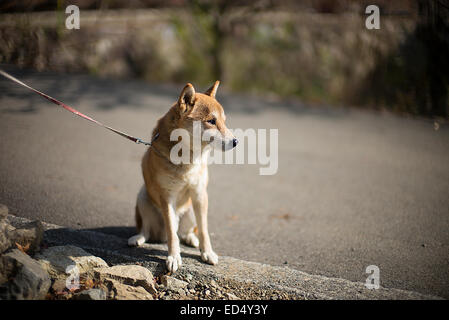 Race de chien Akita japonais au Japon. Banque D'Images