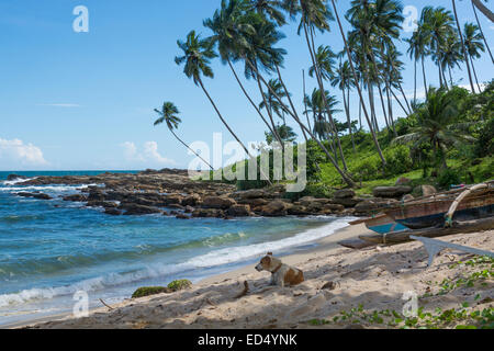 Reposant sur le chien Rocky beach tropical avec des cocotiers et des bateaux de pêche. Tangalle, Province du Sud, Sri Lanka, en Asie. Banque D'Images