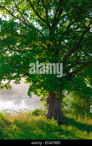 Arbre de chêne feuillu en été seul). Banque D'Images