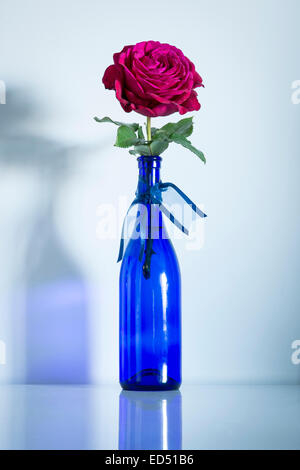 Une rose rouge dans une bouteille bleue avec un ruban bleu Banque D'Images