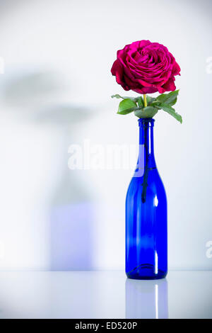 Une rose rouge avec des feuilles vertes dans une bouteille bleue. Banque D'Images