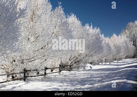 Givre sur une froide journée d'hiver. Banque D'Images