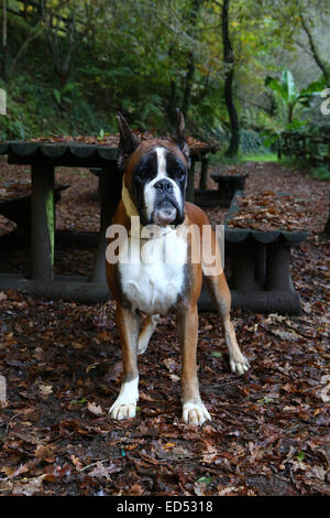 Magnifique jeune boxer sur un parc en automne Banque D'Images