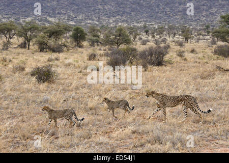 Cheetah cubs et marcher dans la brousse, Samburu, Kenya Banque D'Images