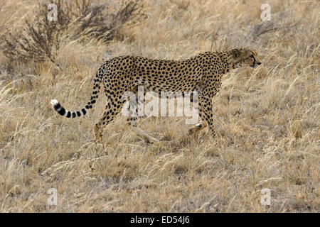 Le guépard marchant dans l'herbe sèche, Samburu, Kenya Banque D'Images