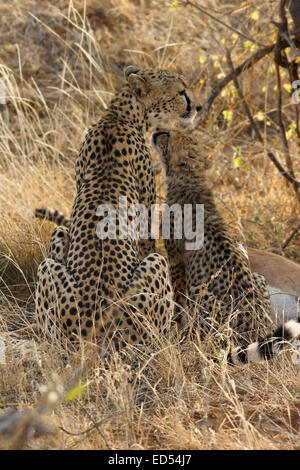 Guépard femelle avec cub à tuer la gazelle, Samburu, Kenya Banque D'Images