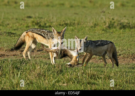 Les chacals à dos noir le partage d'un lièvre lièvre africain (Cap), Masai Mara, Kenya Banque D'Images