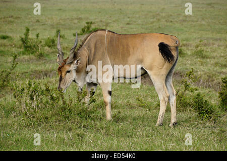 Éland commun mâle parcourt sur bush, Masai Mara, Kenya Banque D'Images