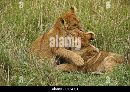 Des lionceaux jouant dans l'herbe, Masai Mara, Kenya Banque D'Images