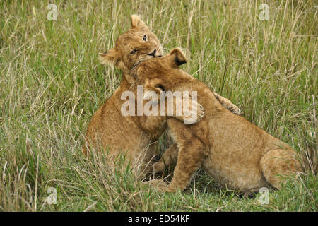 Des lionceaux jouant dans l'herbe, Masai Mara, Kenya Banque D'Images