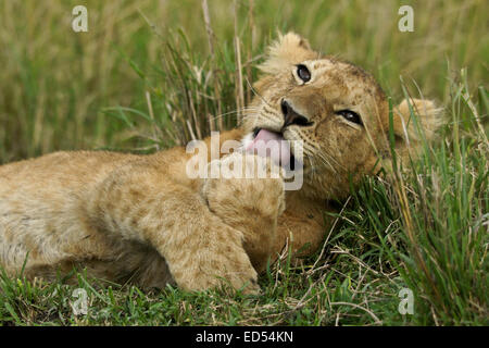 Lion cub le nettoyage lui-même, Masai Mara, Kenya Banque D'Images