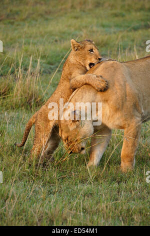 Lion cub sauter sur sa mère, Masai Mara, Kenya Banque D'Images