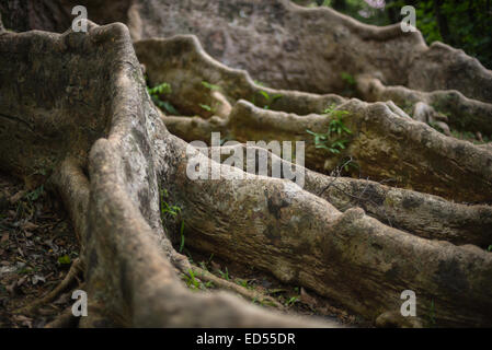 Kempas Koompassia malaccensis (arbre) au Jardin botanique de Bogor, Indonésie. Banque D'Images