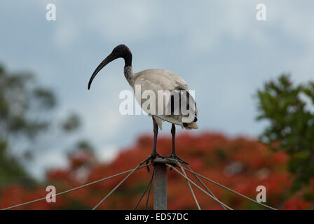 Une photographie d'un Ibis blanc assis sur une corde de basse-cour. La photographie a été prise dans le nord du NSW, Australie. Banque D'Images